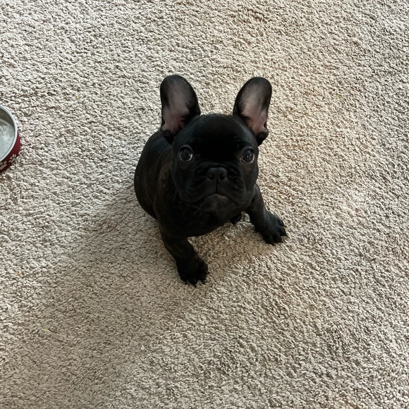 Meet your Posher, Dan - Picture 3 of 7